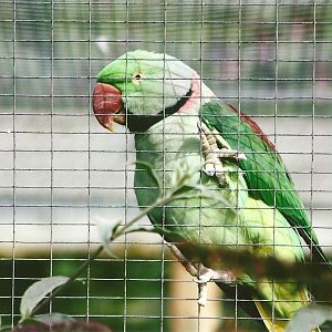 Alexandrine Parakeet 11th September 2012