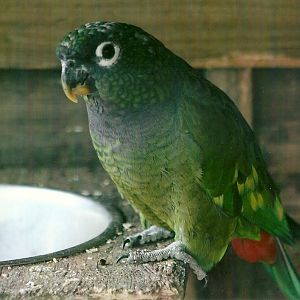 Maximilian's Pionus 11th September 2012