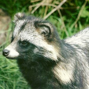 Raccoon Dog 11th September 2012
