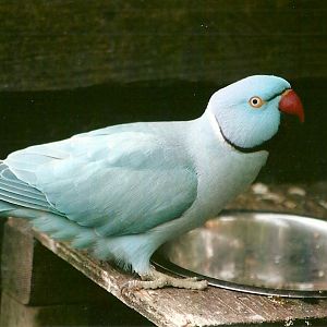 Indian Ring-necked Parakeet 11th September 2012