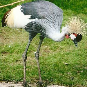 East African Crowned Crane 11th September 2012