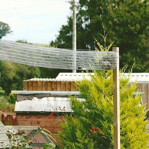 Squirrel run 11th September 2012