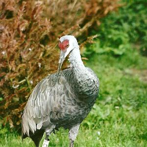 Florida Sandhill Crane 11th September 2012