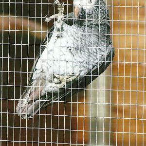Timneh Grey Parrot 11th September 2012