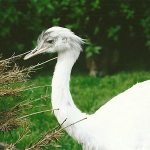 Greater Rhea 11th September 2012