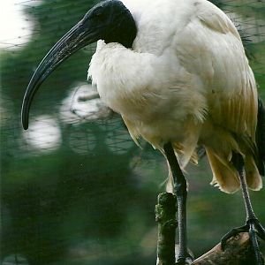 Sacred Ibis 11th September 2012
