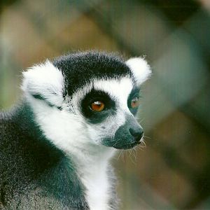 Ring-tailed Lemur 11th September 2012