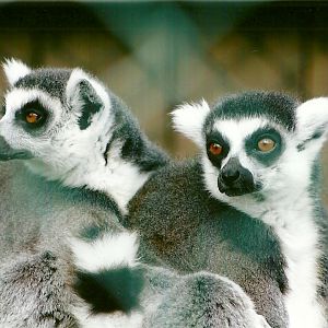 Ring-tailed Lemurs 11th September 2012