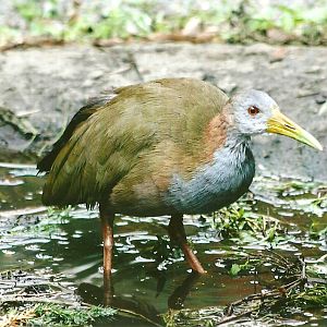 Giant Water Rail 11th September 2012