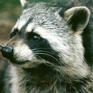 Raccoon 11th September 2012