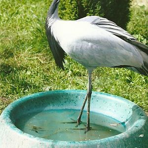 Demoiselle Crane 11th September 2012