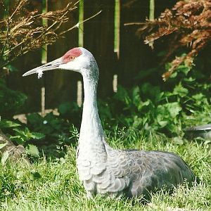 Florida Sandhill Crane 11th September 2012