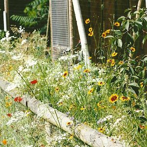 Flowers 11th September 2012
