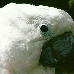 Umbrella Cockatoo 11th September 2012