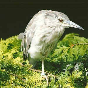 Night Heron 11th September 2012