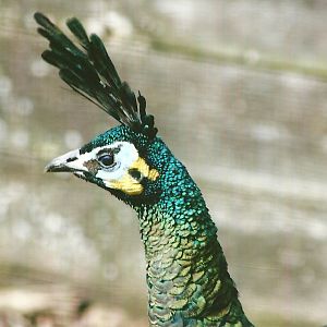 Javan Green Peafowl 11th September 2012
