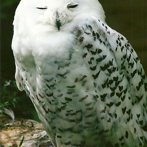 Snowy Owl 11th September 2012