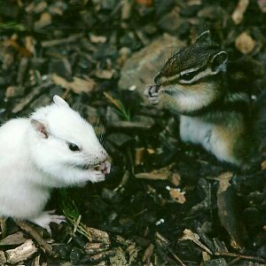Chipmunks 11th September 2012