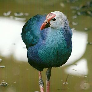 Purple Gallinule 11th September 2012