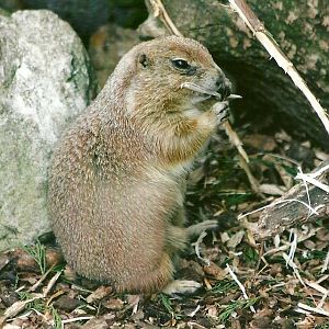Prairie Marmot 11th September 2012