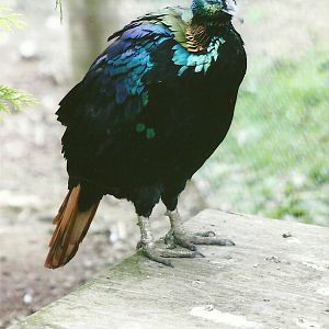 Himalayan Monal 11th September 2012
