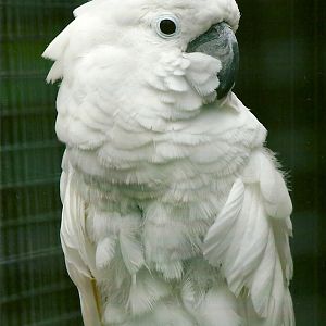 Umbrella Cockatoo 11th September 2012