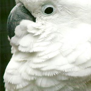 Umbrella Cockatoo 11th September 2012