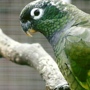 Maximilian's Pionus 11th September 2012