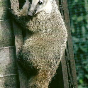 Ring-tailed Coati 11th September 2012