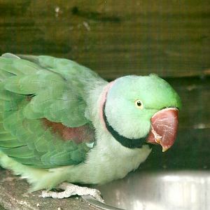 Alexandrine Parakeet 11th September 2012