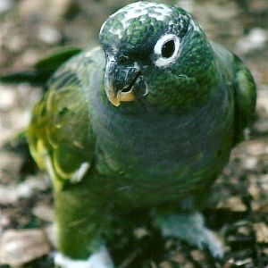 Maximilian's Pionus 11th September 2012