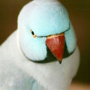 Indian Ring-necked Parakeet 11th September 2012