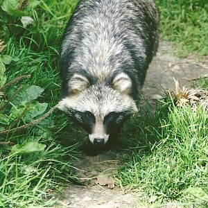 Raccoon Dog 11th September 2012