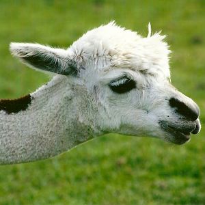 Alpaca 11th September 2012