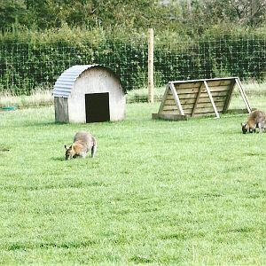 Bennett's Wallabies 11th September 2012