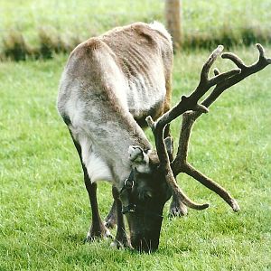 Reindeer 11th September 2012