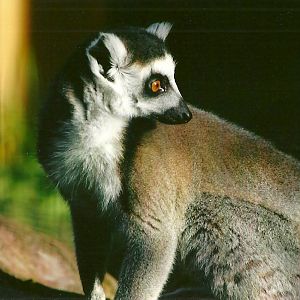 Sewerby Zoo, Ring-tailed Lemur 29th September 2012