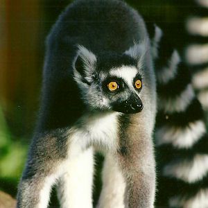 Sewerby Zoo, Ring-tailed Lemur 29th September 2012