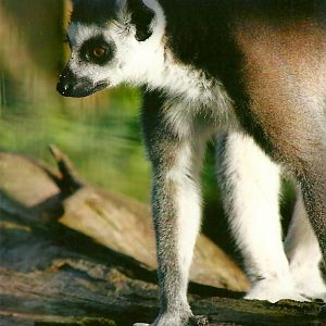 Sewerby Zoo, Ring-tailed Lemur 29th September 2012