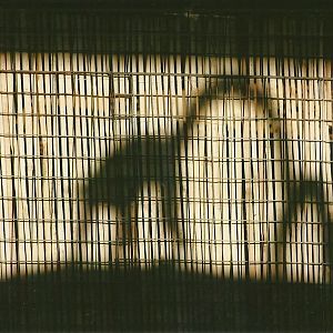 Sewerby Zoo, Ring-tailed Lemurs' shadows 29th September 2012