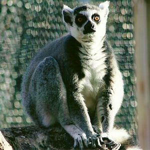 Sewerby Zoo, Ring-tailed Lemur 30th September 2012