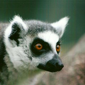 Sewerby Zoo, Ring-tailed Lemur 30th September 2012