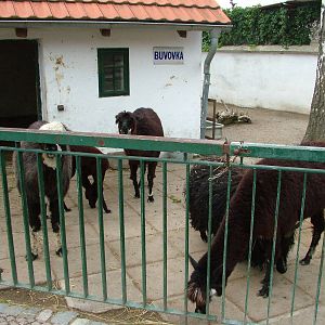 Domestic Animal Paddock at Chleby, 26/08/12