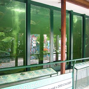 Freshwater Fish Display at Chleby, 26/08/12