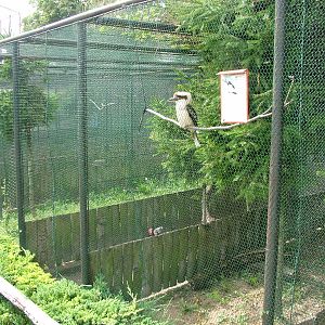 Kookaburra Exhibit at Chleby, 26/08/12