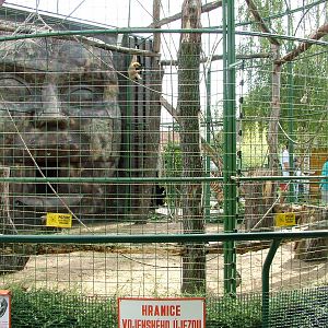 Gibbon Enclosure at Chleby, 26/08/12