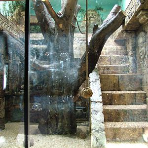 Gibbon Enclosure at Chleby, 26/08/12