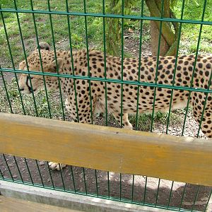 Cheetah Enclosure at Chleby, 26/08/12