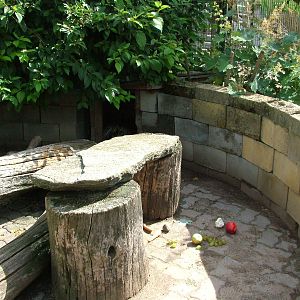 Porcupine Exhibit at Chleby, 26/08/12