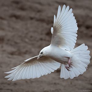 Wild Leucistic Jackdaw - 10/10/2012